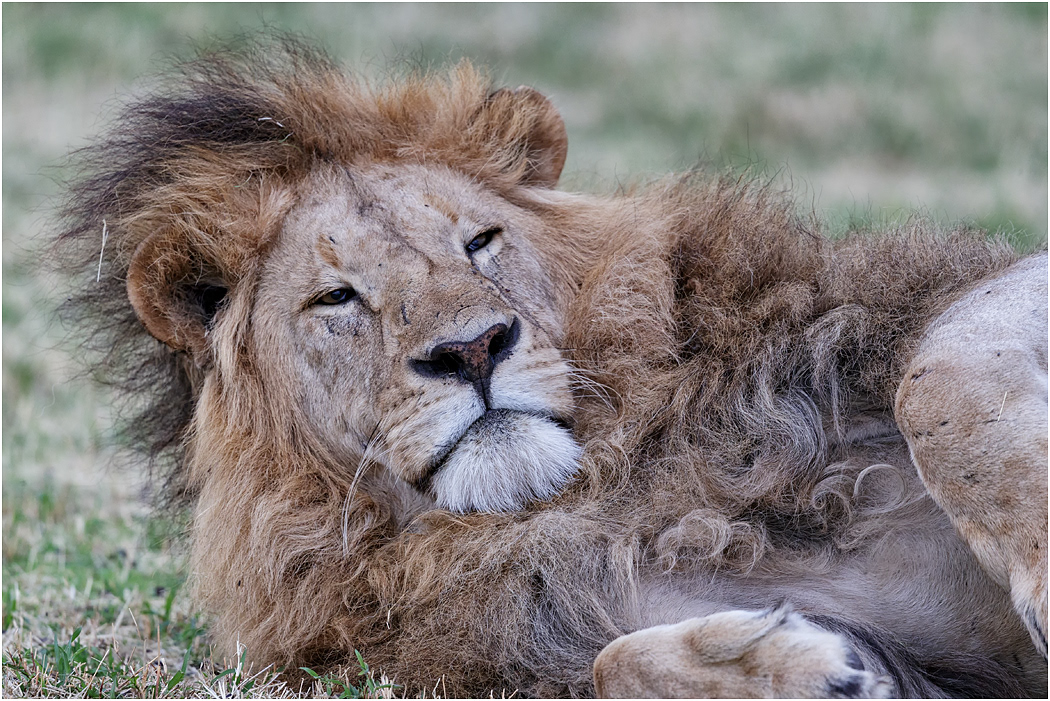Male Lion - Ngorongoro Crater, Tanzania