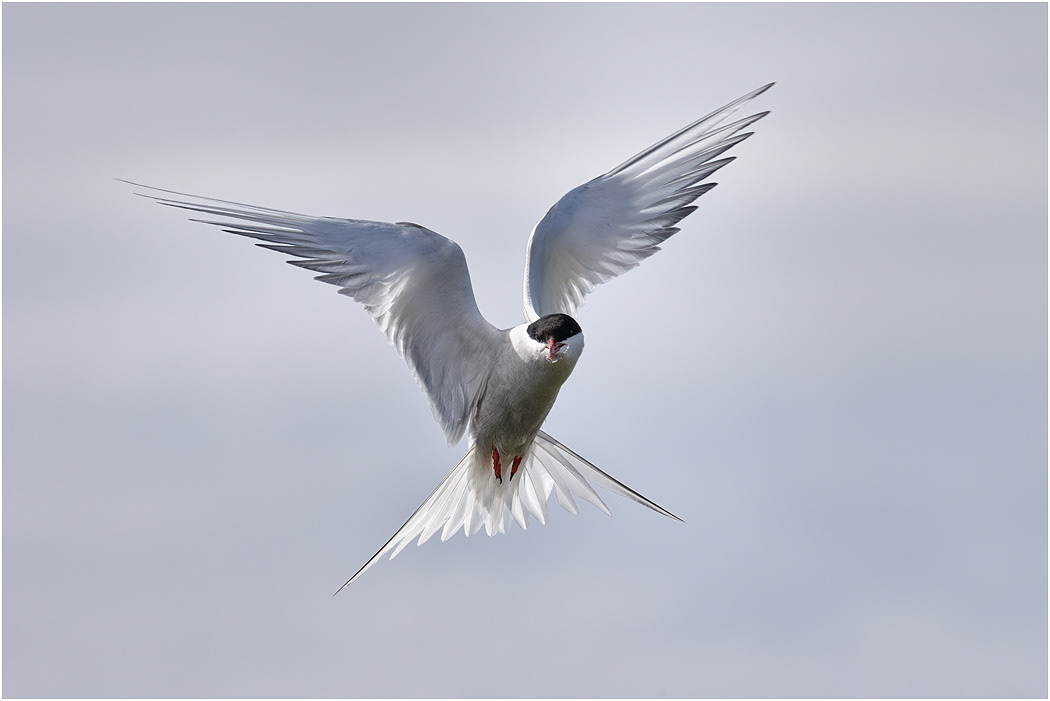 Arctic Tern hovering - Iceland