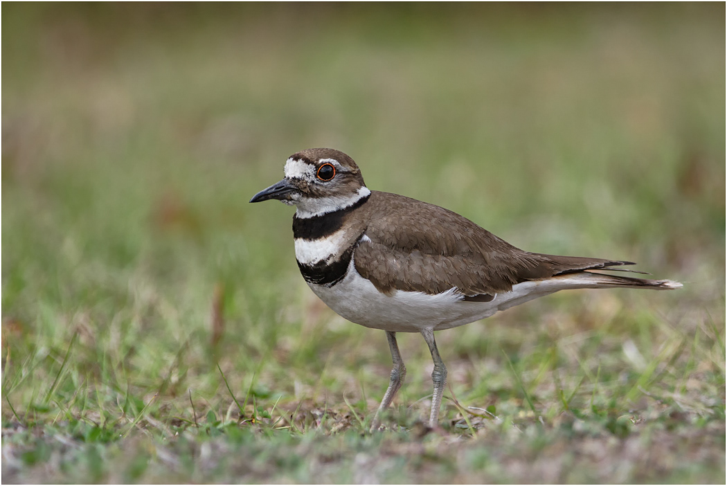 Killdeer, Florida, USA