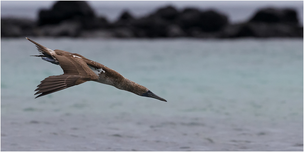 Blue-footed Booby in a dive, Galapagos Islands