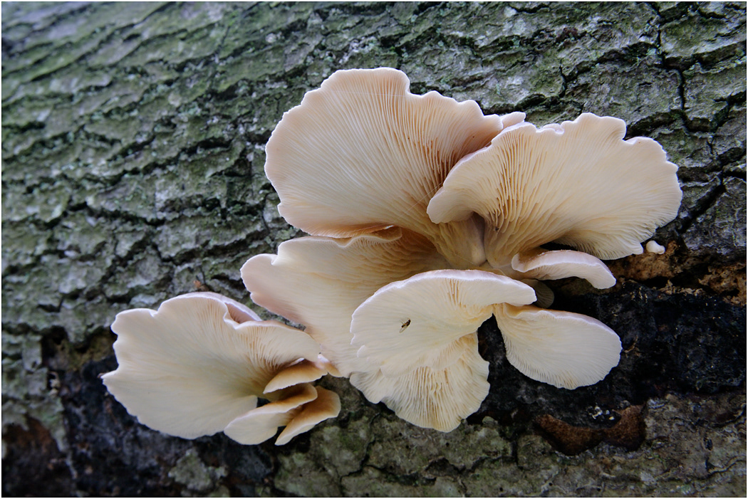 Oyster Fungus - Pleurotus ostreatus