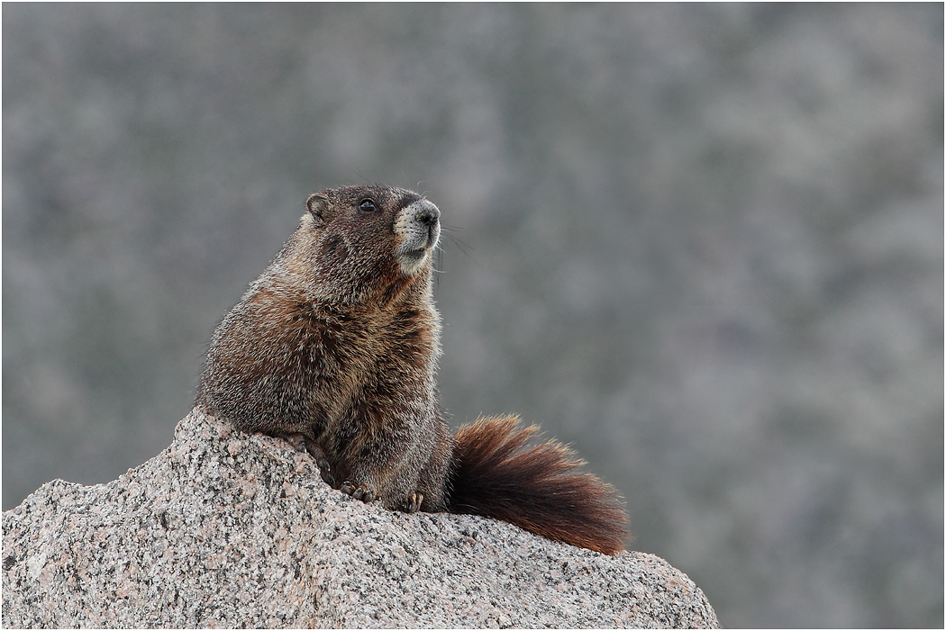 Yellow-bellied Marmot, Colorado, USA