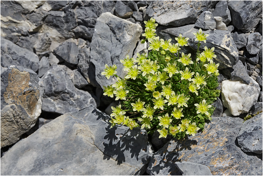 Saxifraga moschata, Musky Saxifrage, Birg