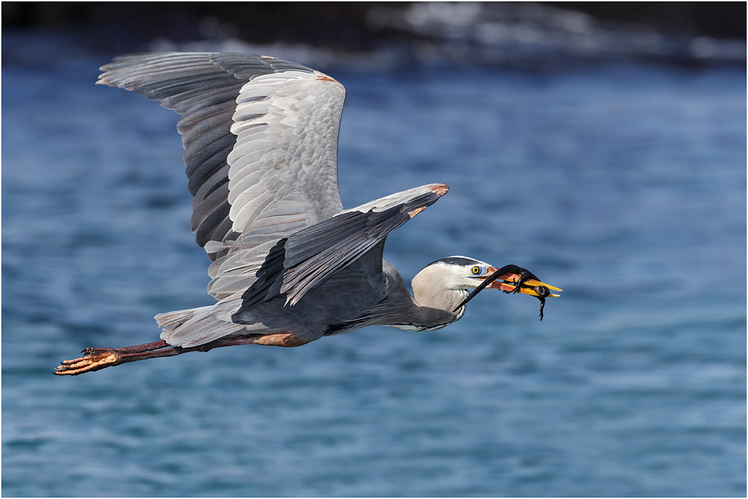 Great Blue Heron in flight with prey, Galapagos Islands