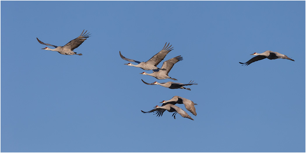 Sandhill Crane in flight, Bosque del Apache, NM, USA