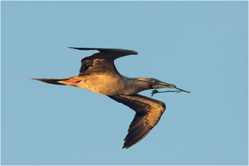 Red-footed Booby in flight