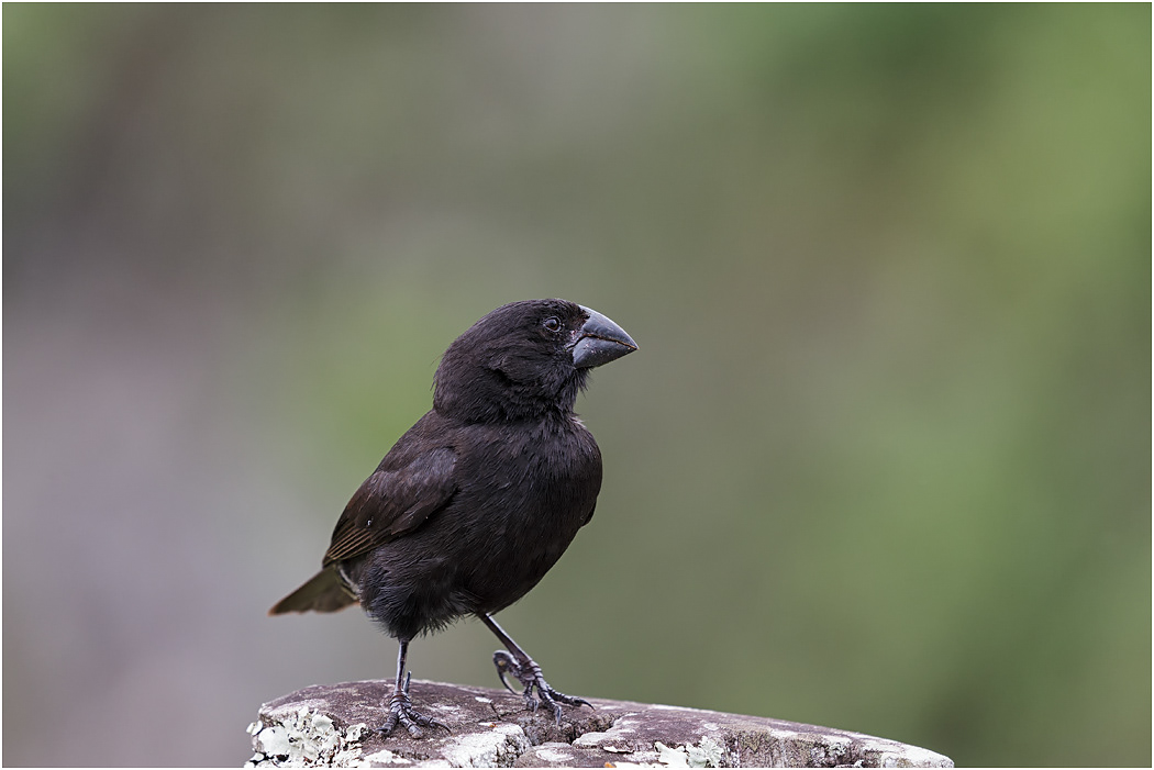 Large Ground Finch - male, Galapagos Islands