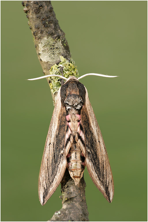 Privet Hawkmoth
