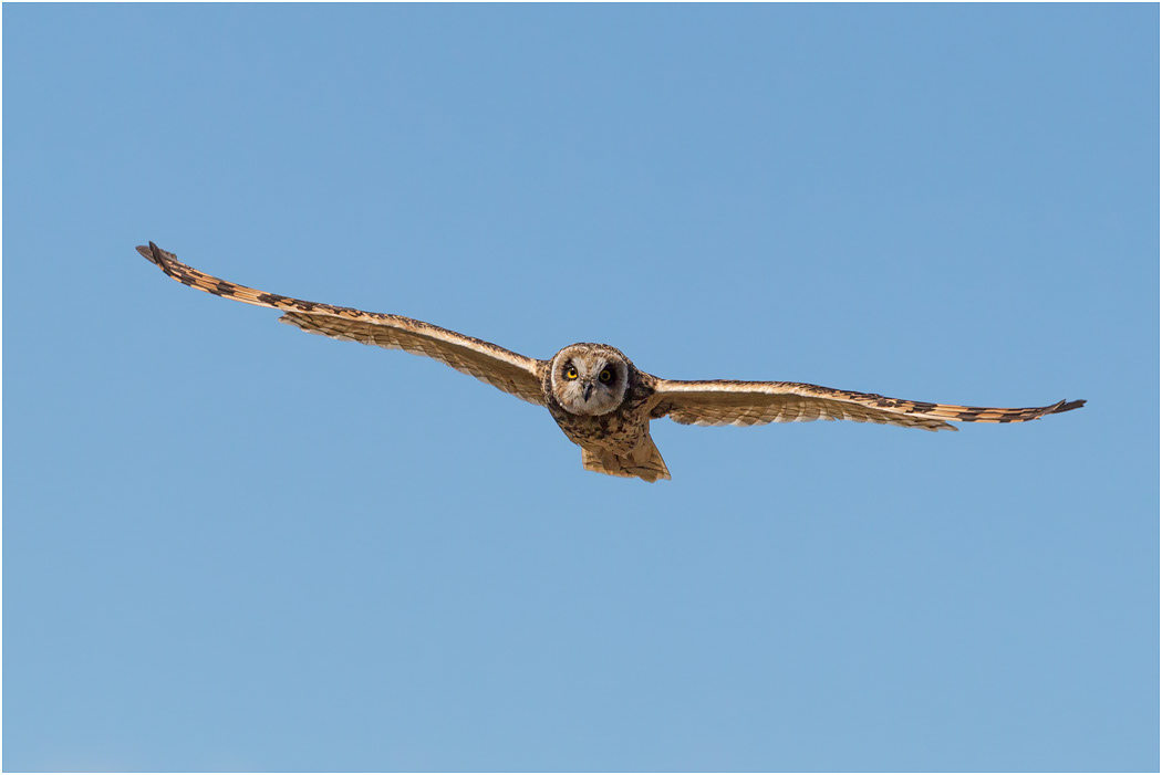 Short-eared Owl
