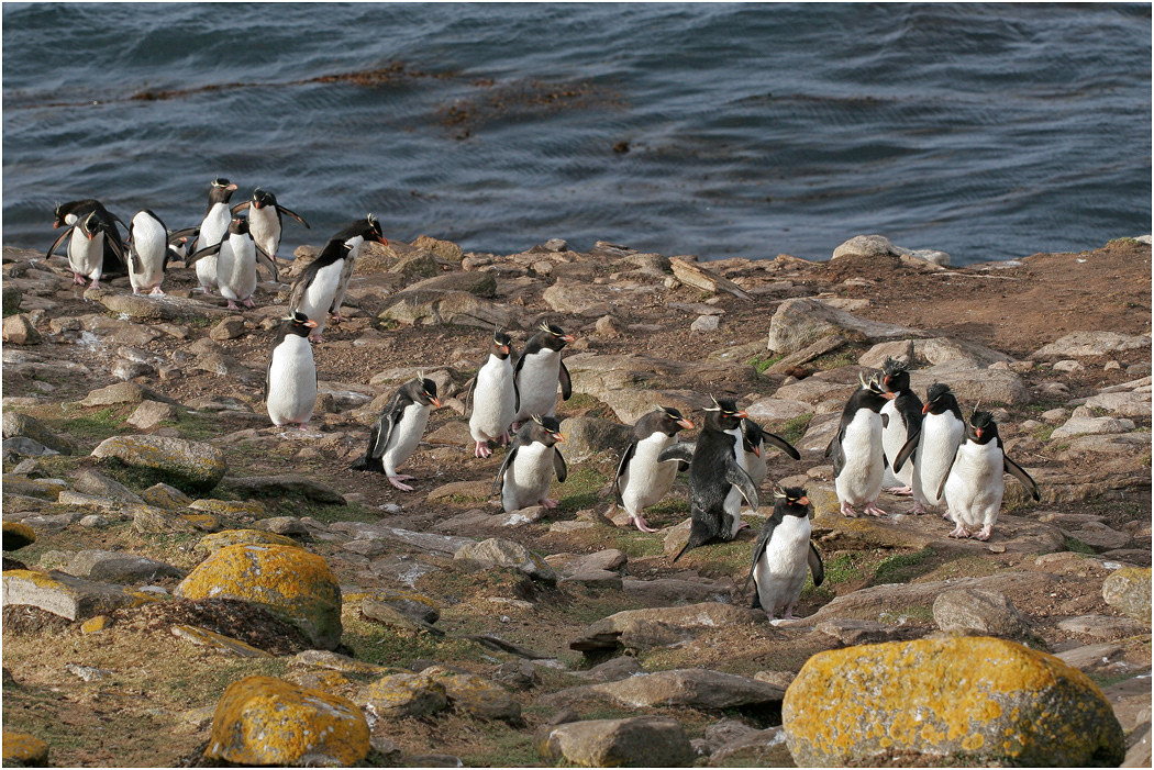Rockhoppers reach the top of the cliff