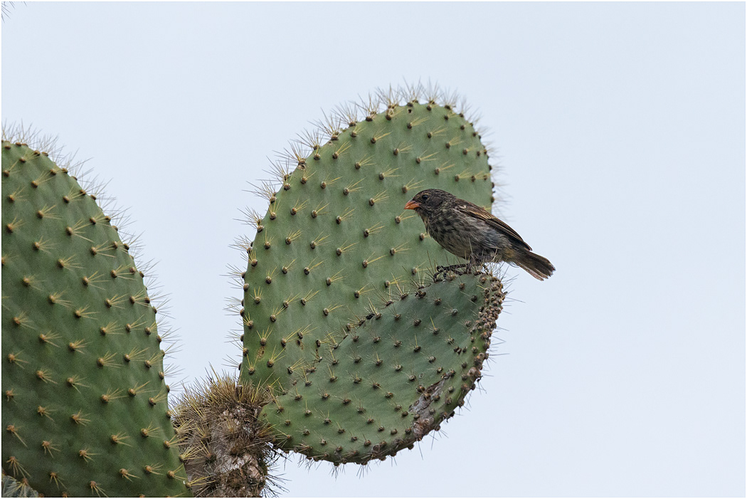 Medium Ground Finch - female, Galapagos Islands