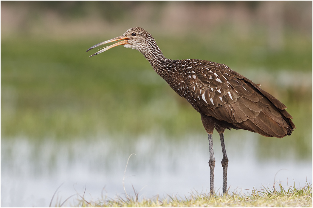 Limpkin calling, Florida, USA