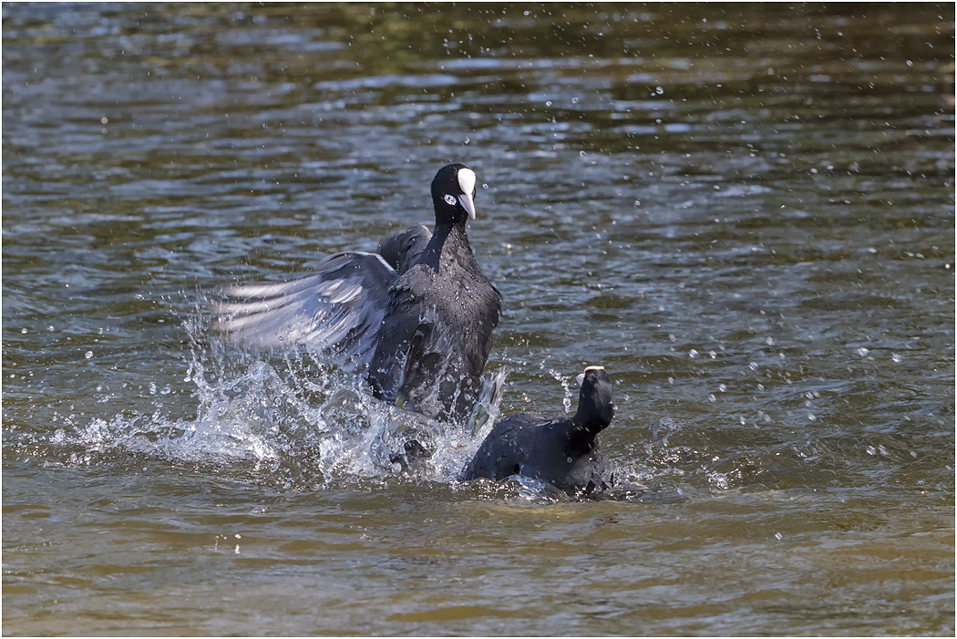 Coots fighting
