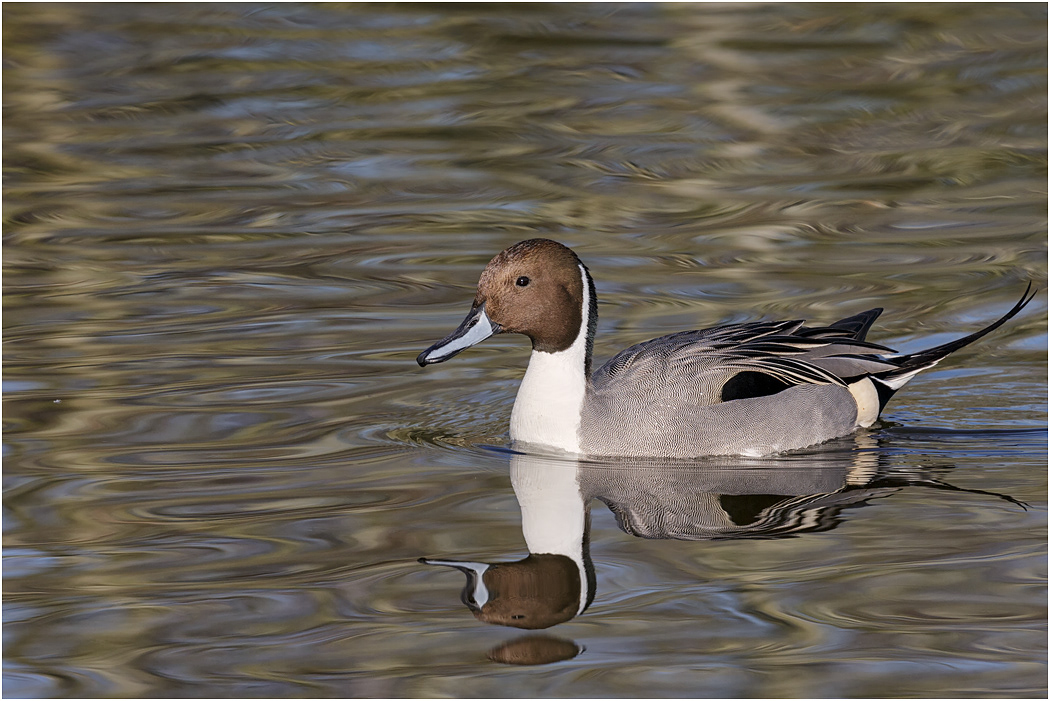 Northern Pintail, Drake
