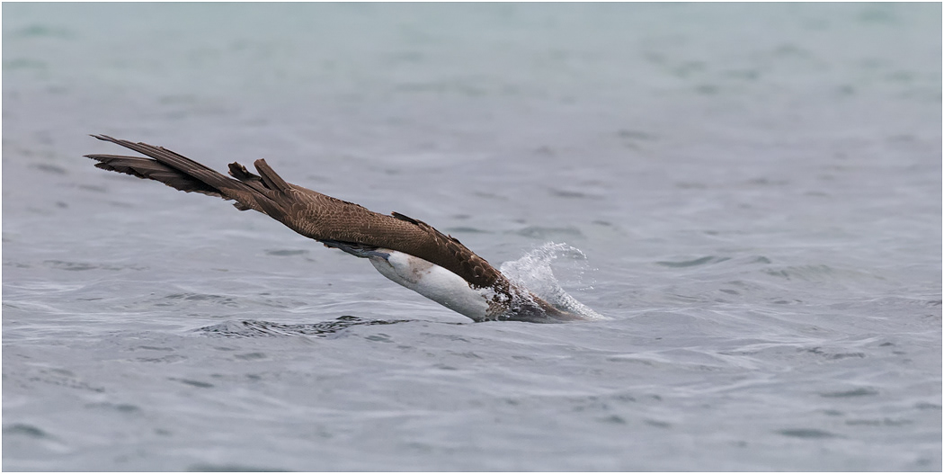 Blue-footed Booby entering the water, Galapagos Islands