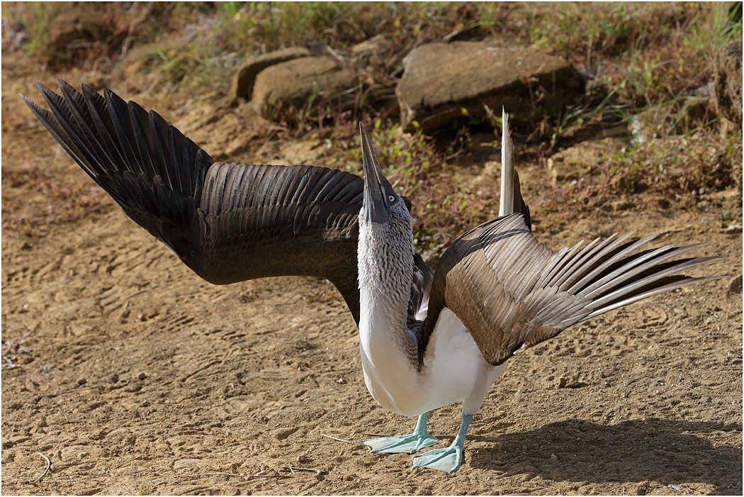 Blue-footed Booby displaying, Galapagos Islands