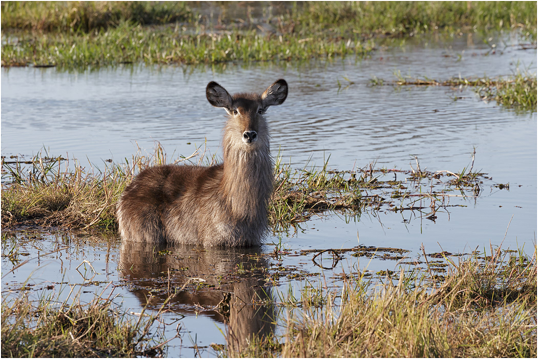 Female Waterbuck - Botswana