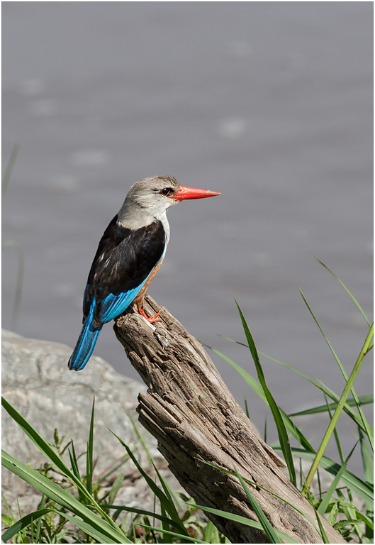 Grey-headed Kingfisher - Mara River, Serengeti, Tanzania