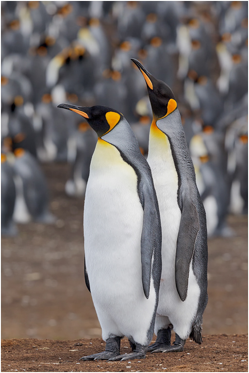 King Penguin courting pair
