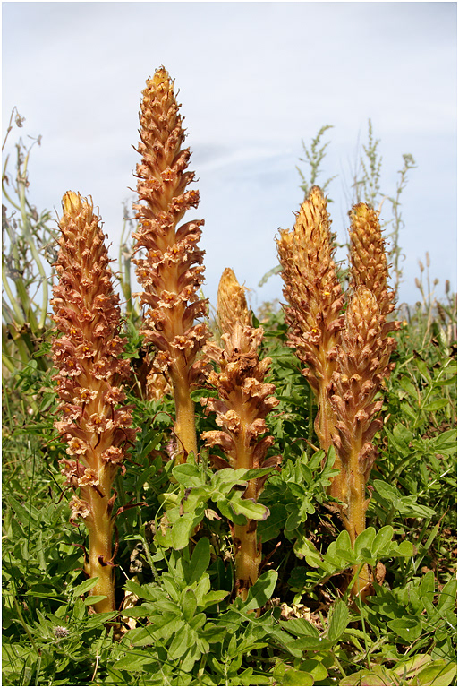 Knapweed Broomrape