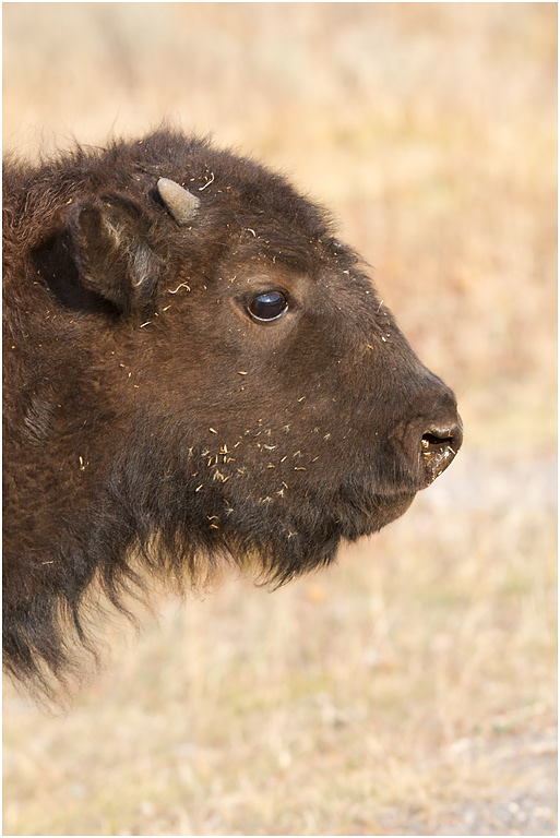 Bison Calf, Yellowstone NP, Wyoming, USA