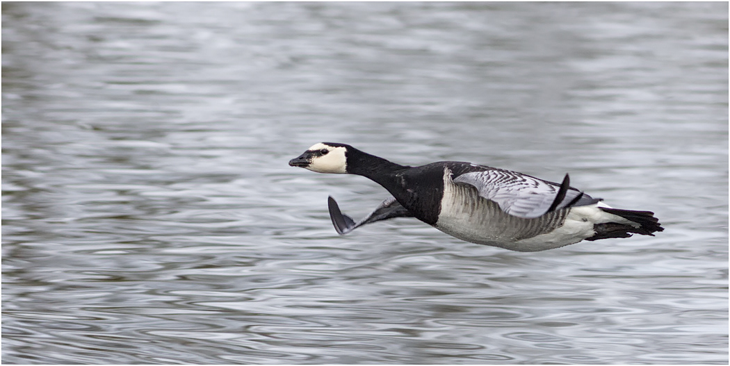 Barnacle Goose in flight