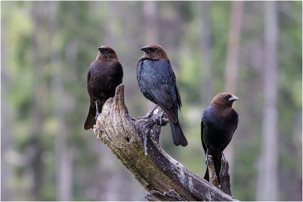 Brown-headed Cowbird, Canada