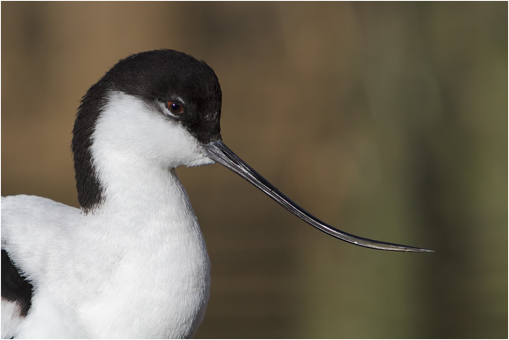 Avocet portrait, Norfolk