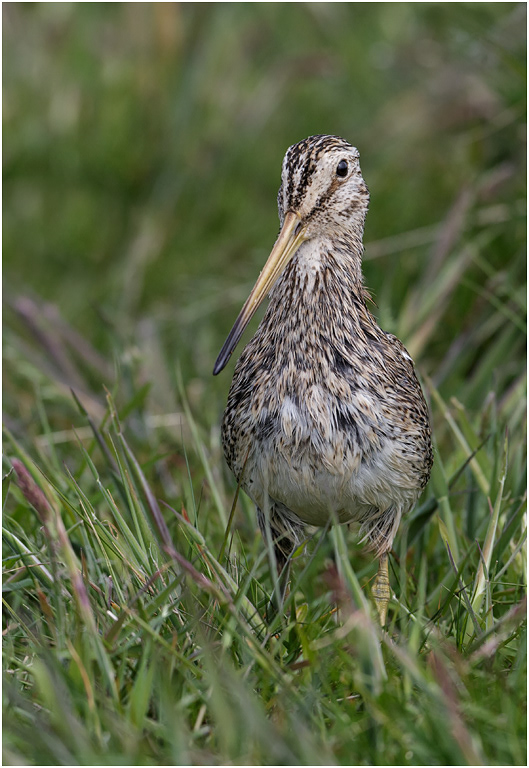 South American Snipe