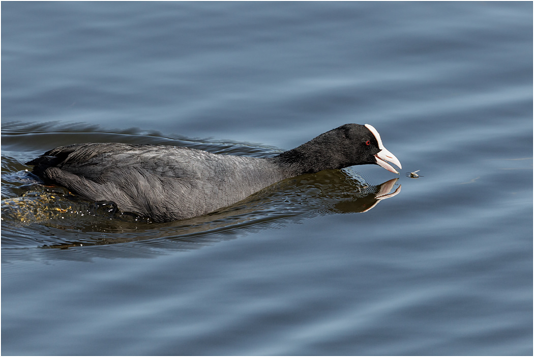 Coot catching insects