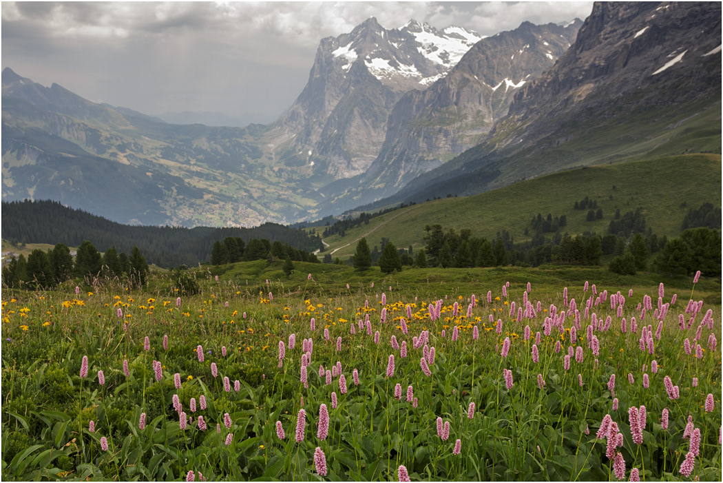 Wetterhorn view from Kleine Scheiddeg