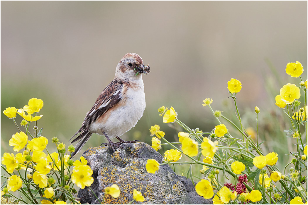 Snow Bunting with insects & larva, Iceland