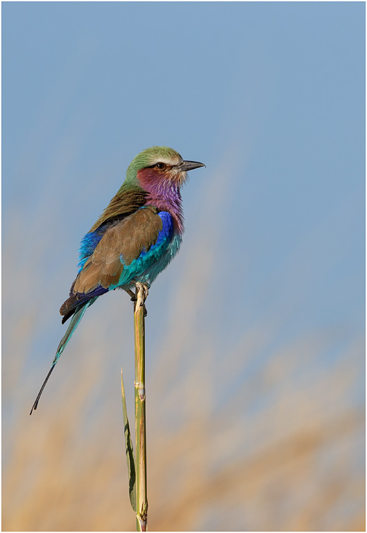 Lilac-breasted Roller - Chobe River, Botswana