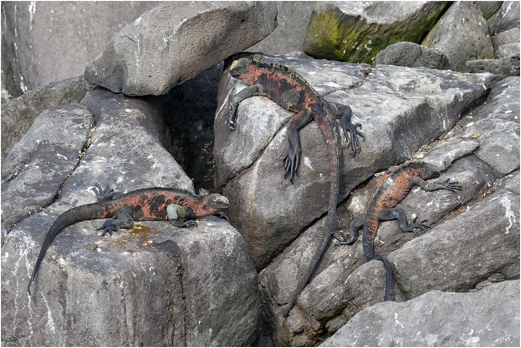Young Marine Iguanas, Galapagos Islands
