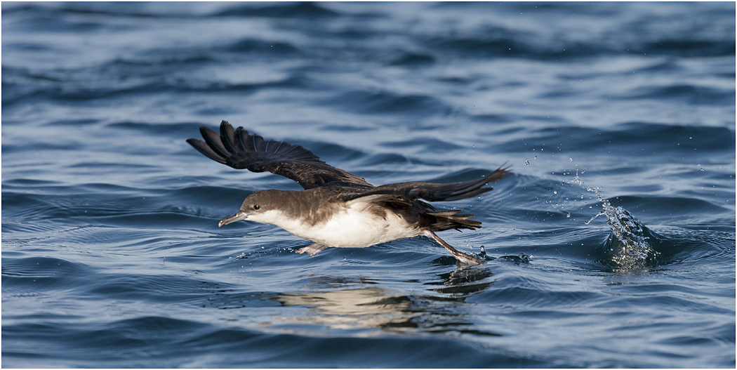 Galapagos Shearwater taking off