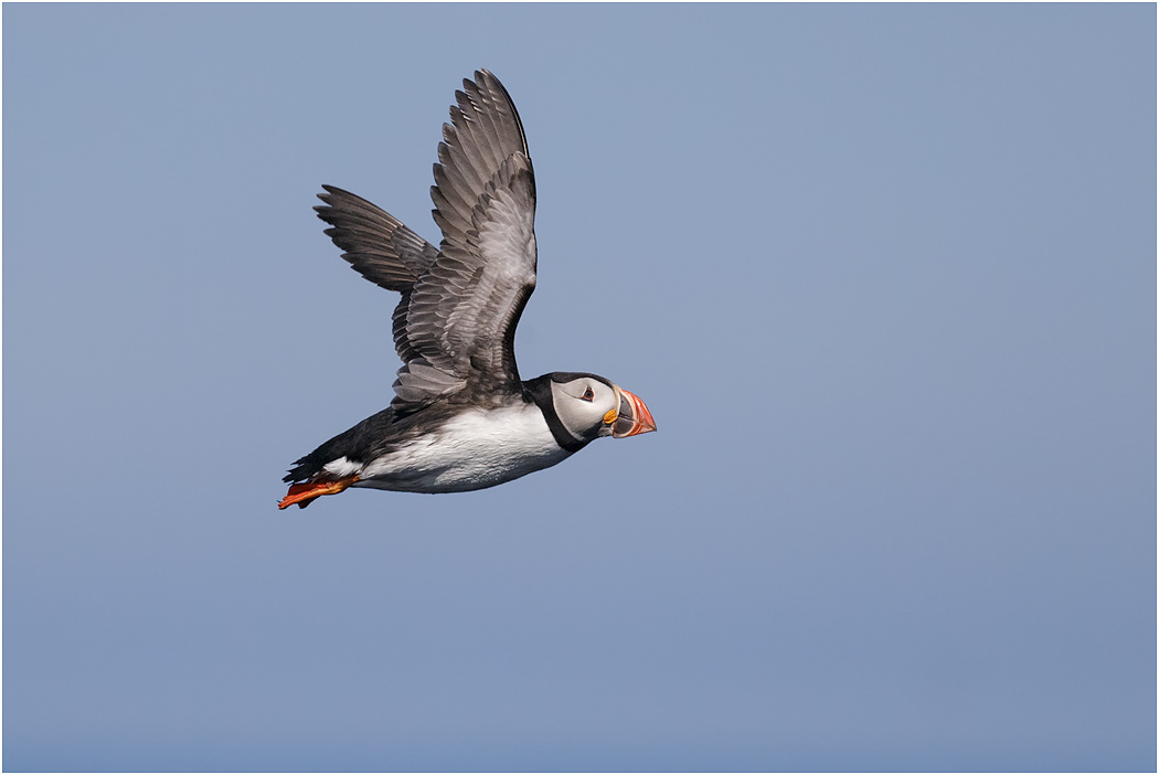 Puffin in flight - Iceland