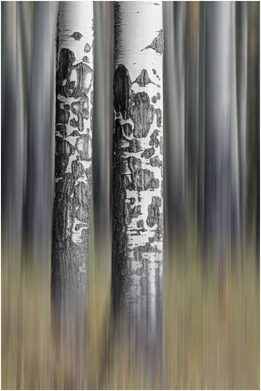 Aspens, Bow Valley Parkway, Banff