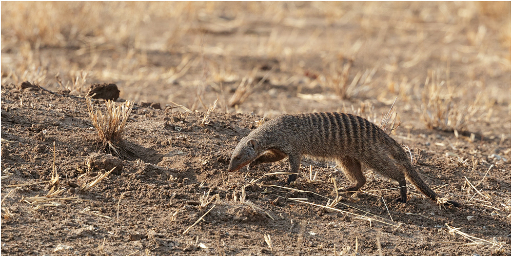 Banded Mongoose - Tarangire NP, Tanzania