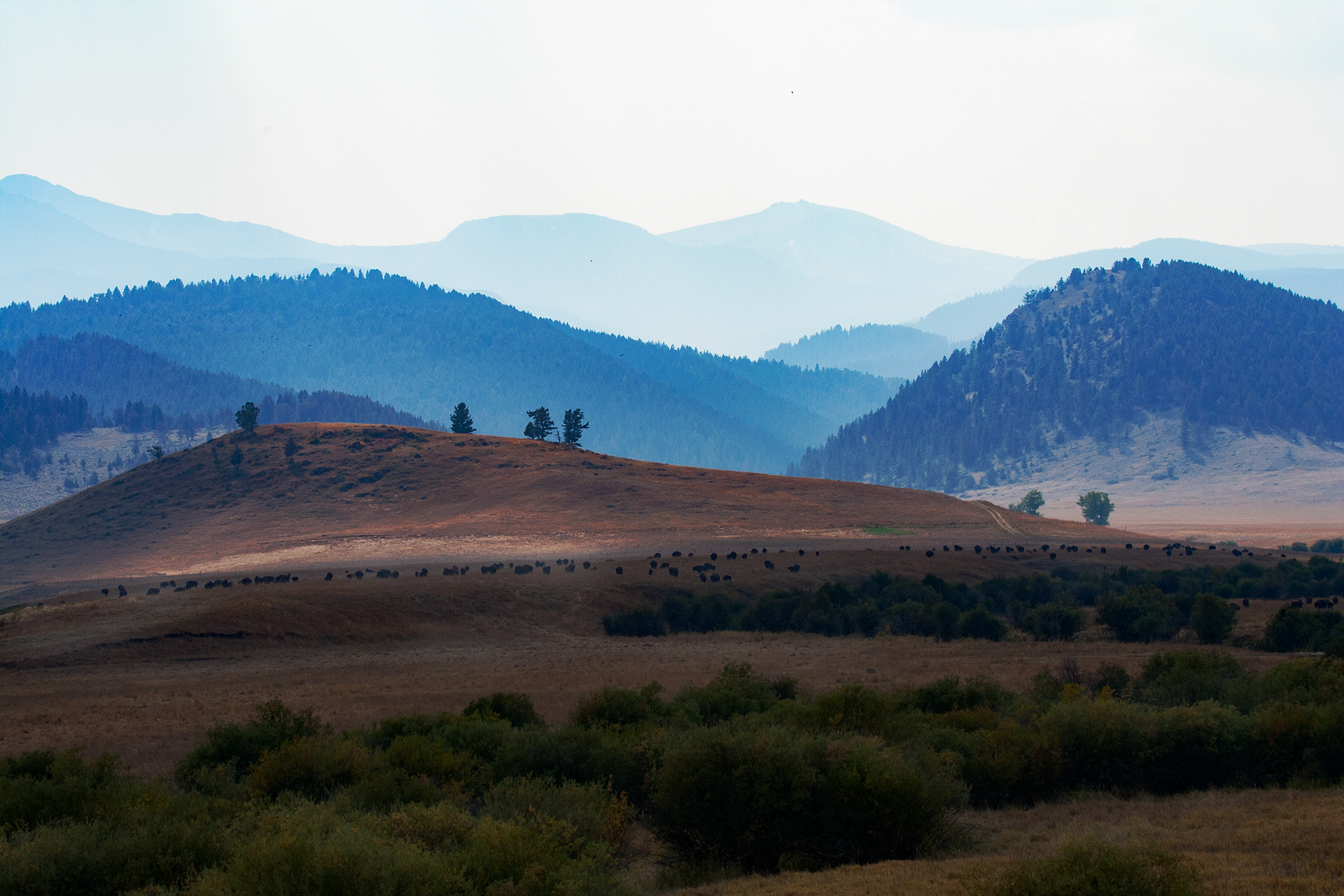 Where the Buffalo Roam