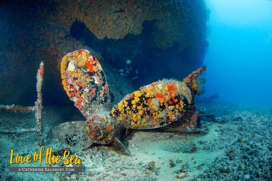 The Wit Shoal (USS LST-467) shipwreck, St Thomas USVI by Cathy Salisbury