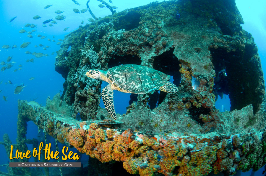The Wit Shoal (USS LST-467) shipwreck, St Thomas USVI by Cathy Salisbury