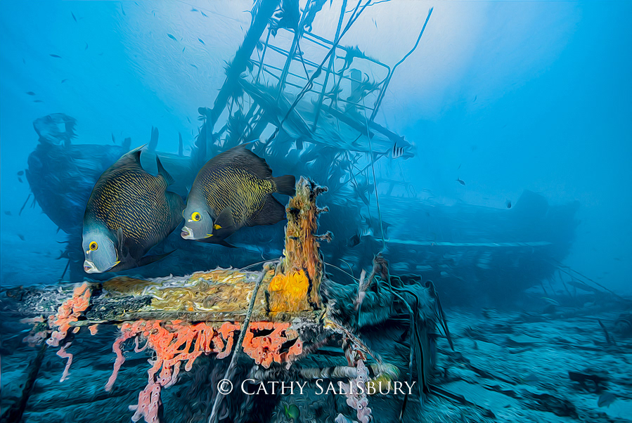 Our Confidence, Bonaire by Cathy Salisbury