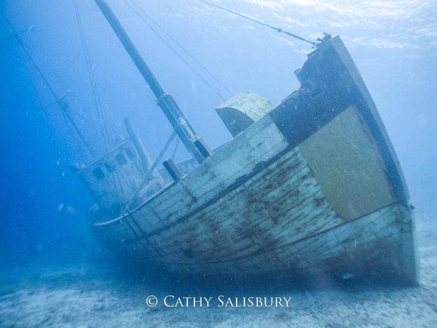 Our Confidence, Bonaire by Cathy Salisbury