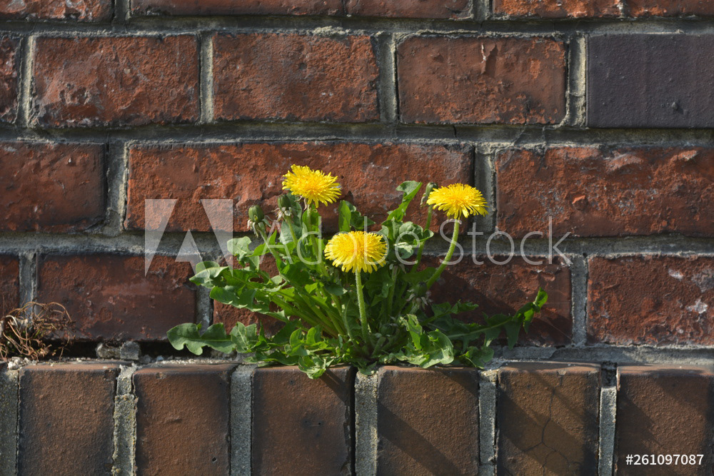 Löwenzahn an der Mauer