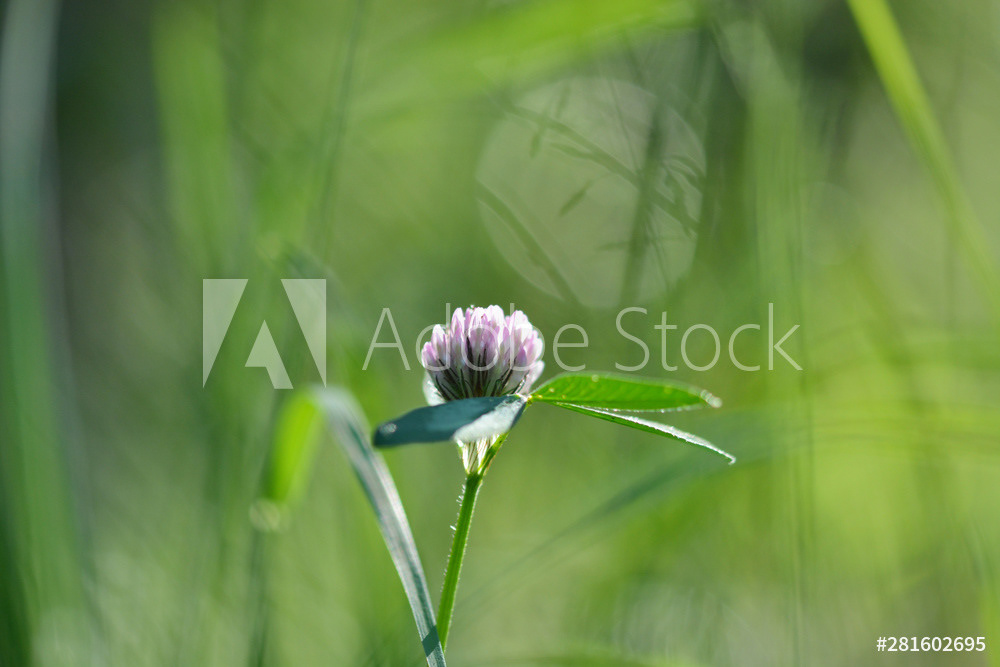 Lila Kleeblüte im Gegenlicht