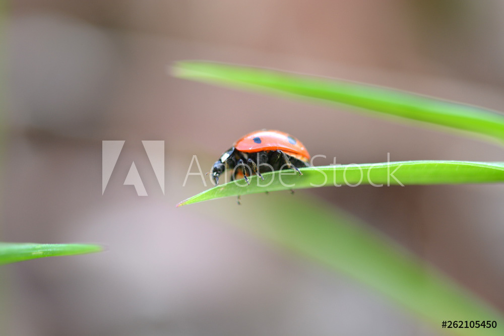 Makro-Aufnahme eines Marienkäfers