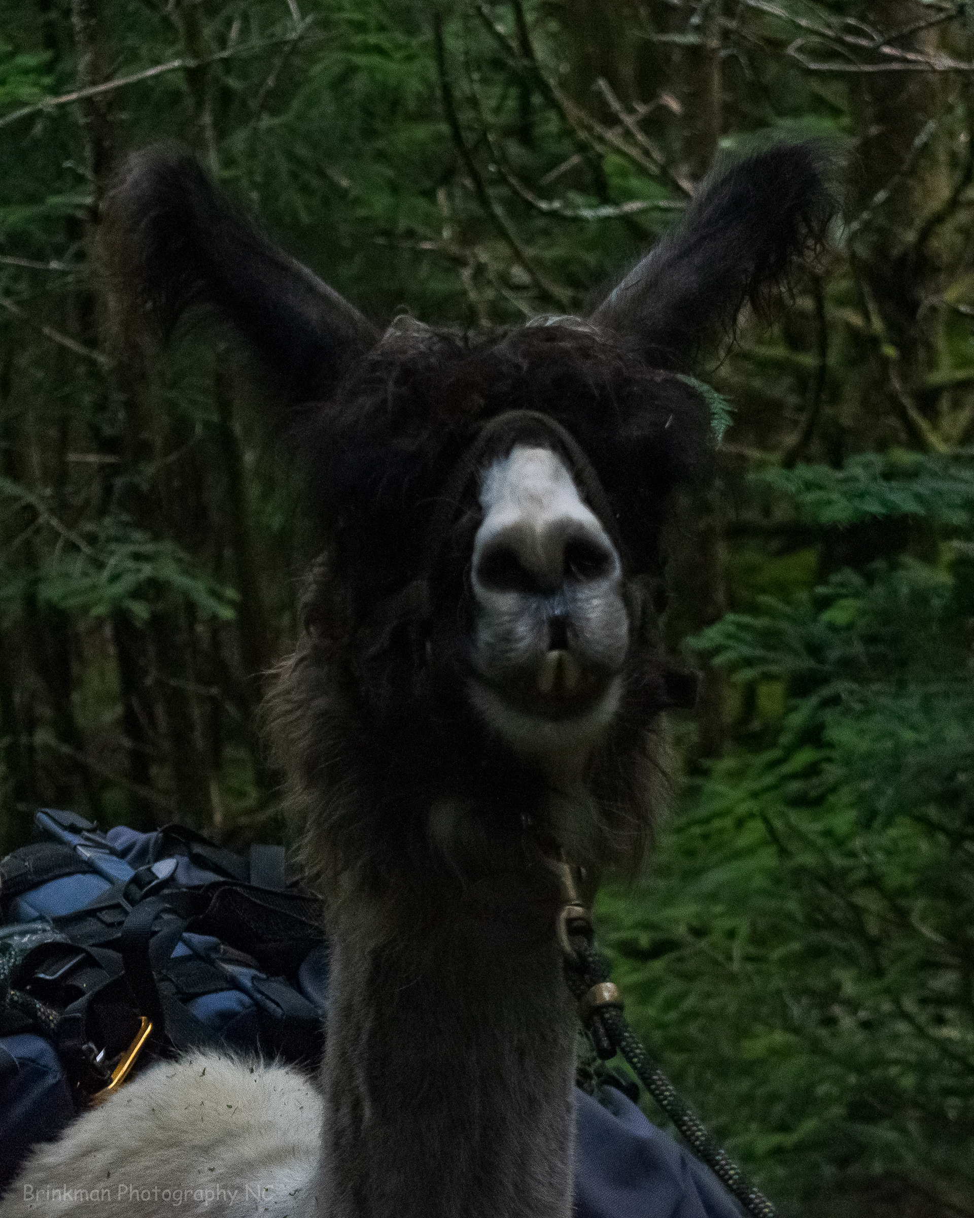 Llama Close-Up