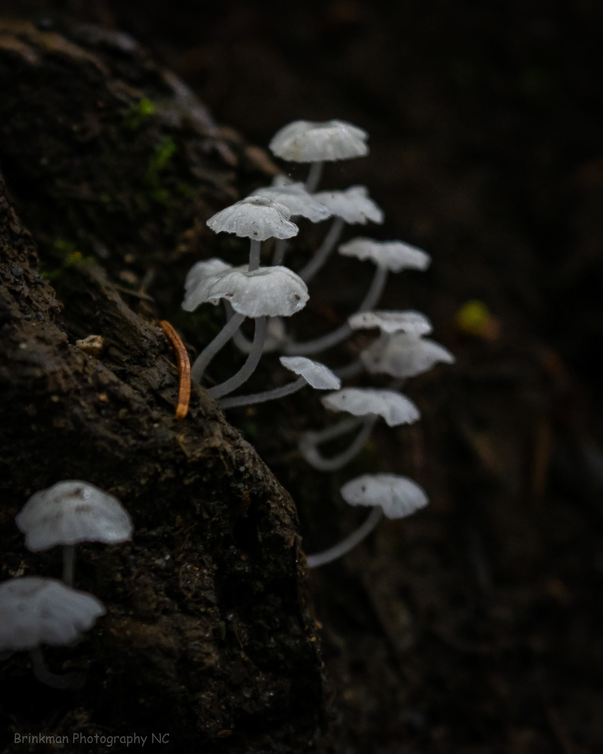 LeConte Fungi