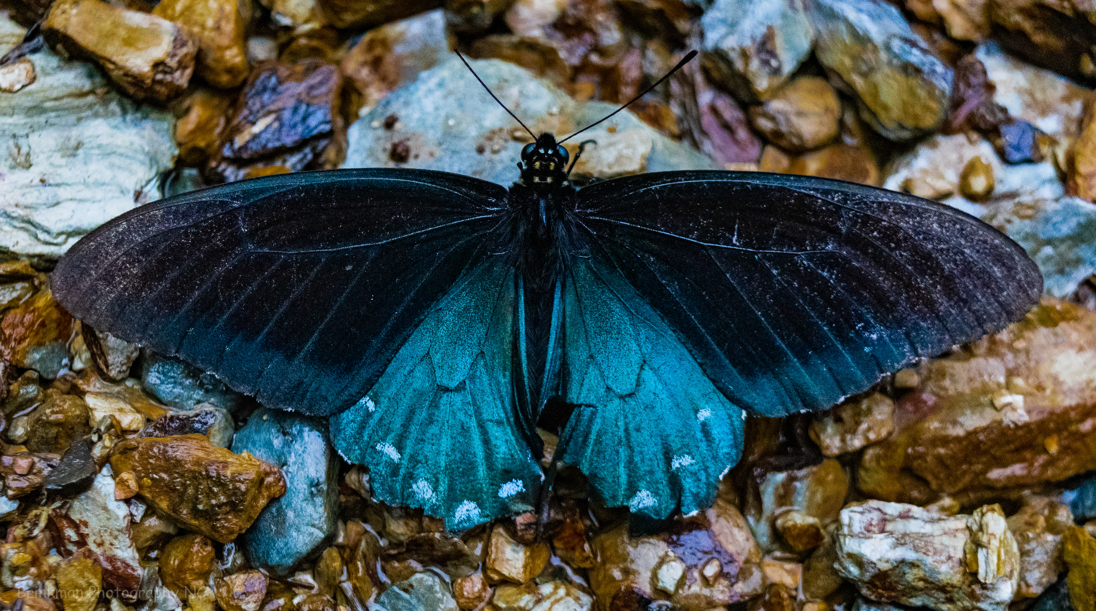 Blue Butterfly