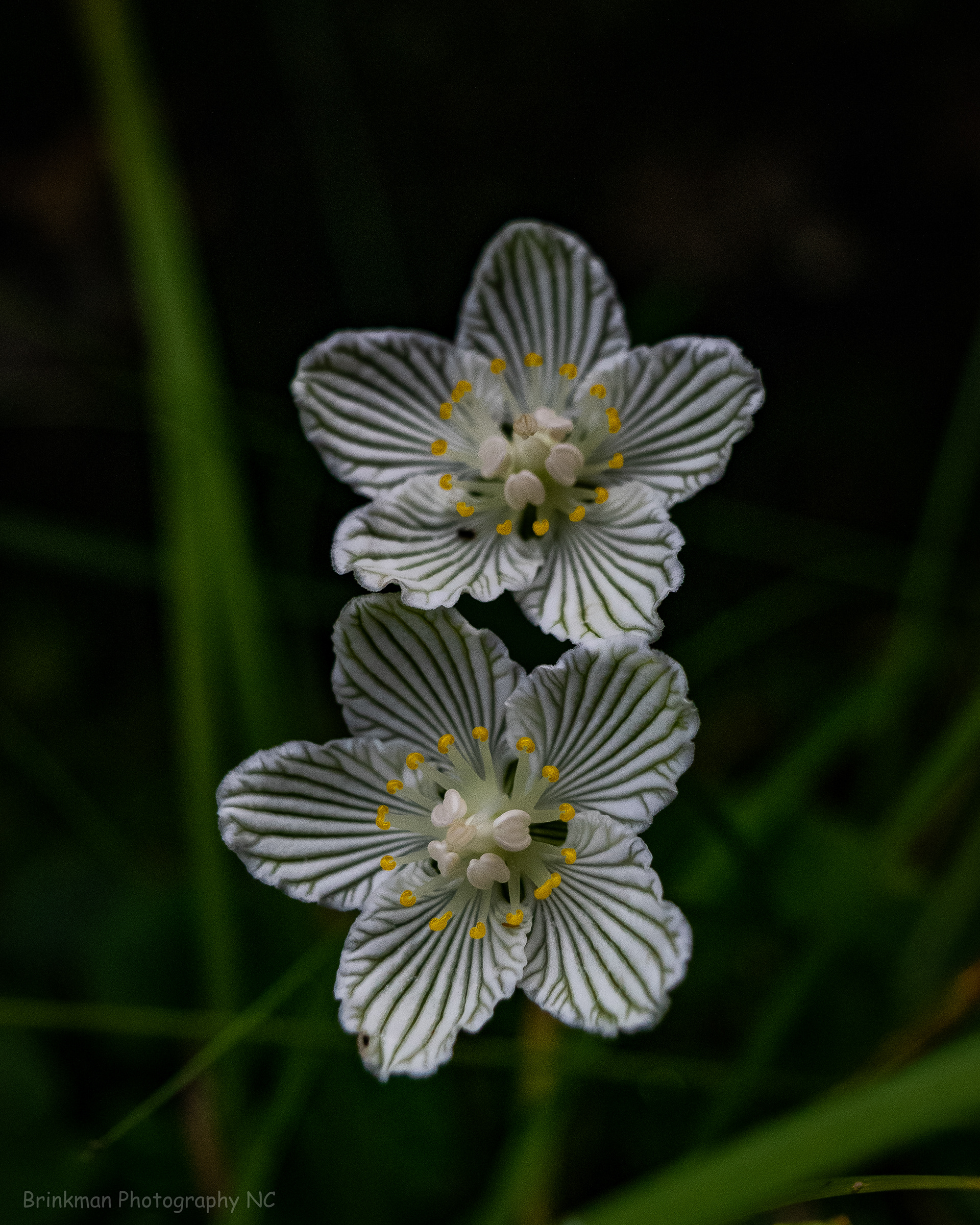 Wildflower 1